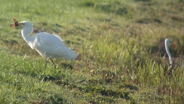 Grotezilverreigers250903